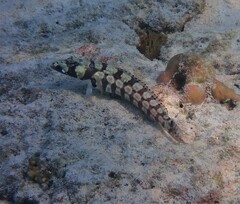 Parapercis tetracantha