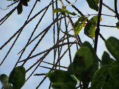 Pseudopanax crassifolius