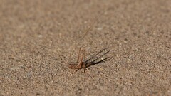 Conocephalus strictus