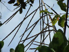 Pseudopanax crassifolius