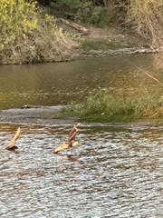 Nannopterum brasilianum