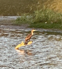 Nannopterum brasilianum