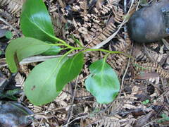 Griselinia lucida