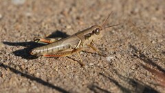 Phoetaliotes nebrascensis