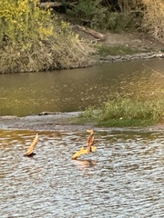 Nannopterum brasilianum