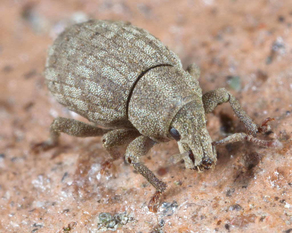 Crusted root weevil