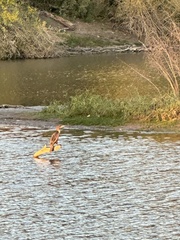 Nannopterum brasilianum