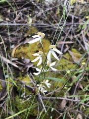 Caladenia cucullata