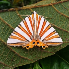 Pityeja histrionaria