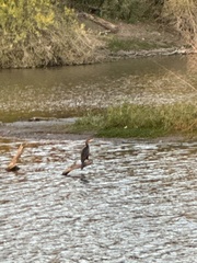 Nannopterum brasilianum