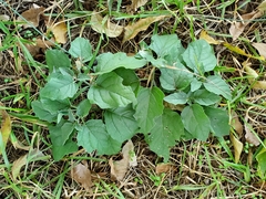 Physalis cinerascens