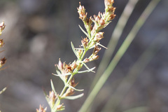 Hypericum drummondii