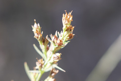Hypericum drummondii