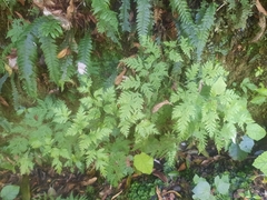 Pteris macilenta