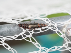 Carphurus strigicollis