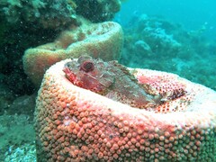 Scorpaena jacksoniensis