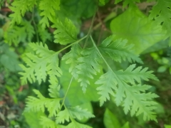 Pteris macilenta