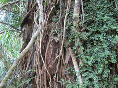 Metrosideros perforata