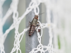 Carphurus strigicollis