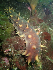 Apostichopus californicus