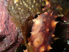 Apostichopus californicus