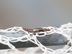 Carphurus strigicollis