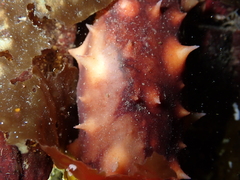 Apostichopus californicus