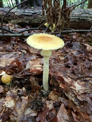 Amanita arkansana