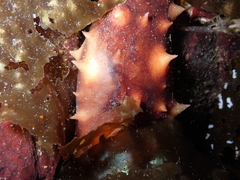 Apostichopus californicus