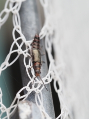 Carphurus strigicollis