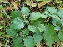 Physalis cinerascens