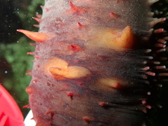 Apostichopus californicus image