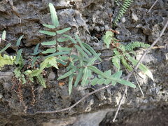 Pellaea atropurpurea