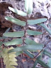 Pellaea atropurpurea