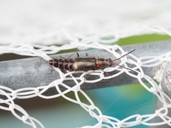 Carphurus strigicollis