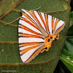 Pityeja histrionaria