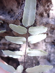 Pellaea atropurpurea