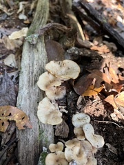 Gerronema strombodes