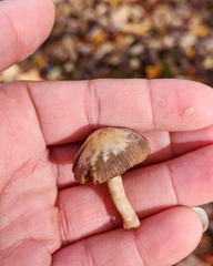 Leratiomyces percevalii