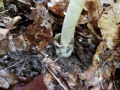 Amanita arkansana