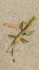 Tropidoderus childrenii