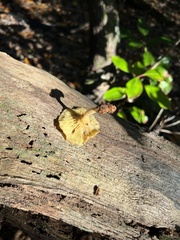 Gerronema strombodes