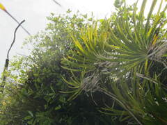 Freycinetia banksii