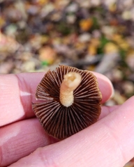 Leratiomyces percevalii