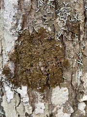 Melanelixia subaurifera