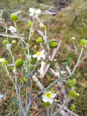 Ranunculus apiifolius