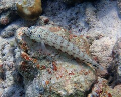 Parapercis clathrata