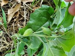 Physalis cinerascens