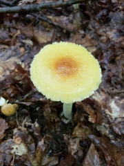 Amanita arkansana