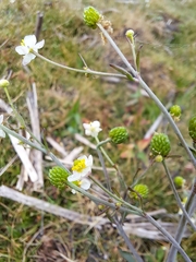 Ranunculus apiifolius